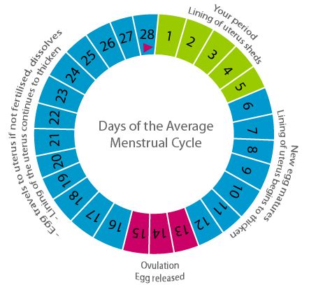 What to Know About Short Menstrual Cycle? | New Health Advisor