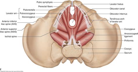 What to Know About the Pelvic Floor Muscles | Aus Lent