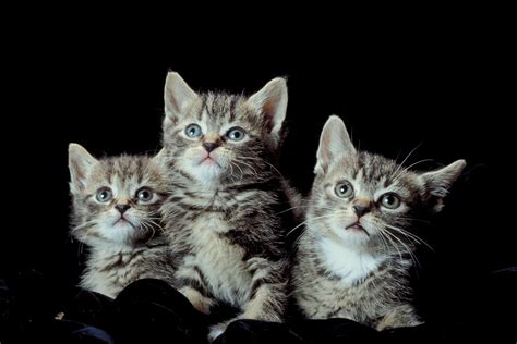What Will Happen If a Baby Cat Is Born Backward? | Animals ...