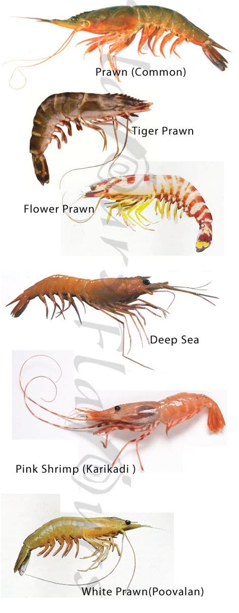 Whats The Difference Between A Shrimp And A Prawn And A ...