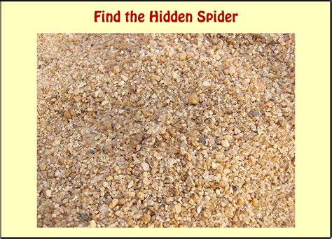 WhatsApp Picture Riddle: Find the Hidden Spider ...