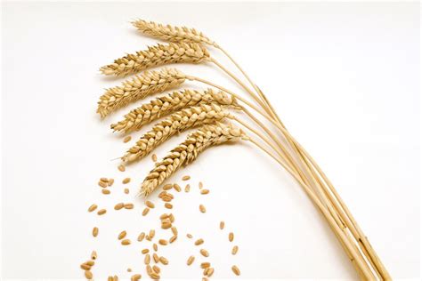 Wheat bids fall along with U.S. futures | Country Guide