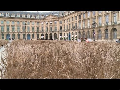 Wheat fields installed at Paris Place Vendome   YouTube