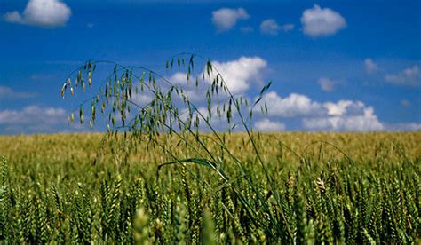 Wheat School – Spotting Herbicide Resistant Wild Oats ...