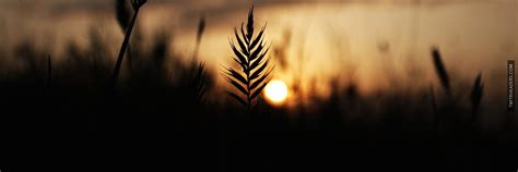 Wheat silhouette in the sunset Twitter Header Cover ...