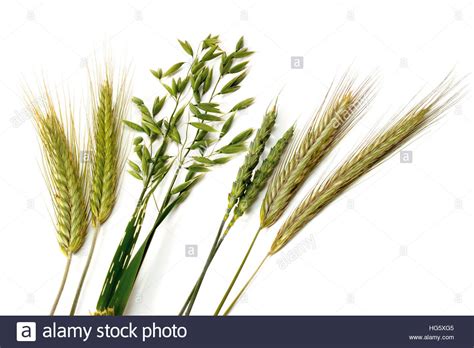 Wheat Vs Oats Barley   Best Wheat 2017