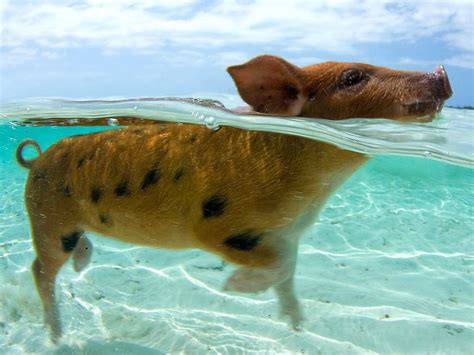 When Pigs Swim: A Bahamian Adventure   Condé Nast Traveler