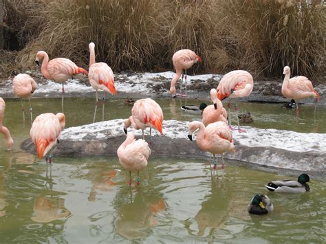 Where Flamingos Live