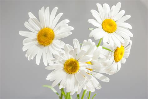 White and Yellow Flower · Free Stock Photo