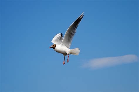 White Bird Flying Above Blue Skies during Daytime · Free ...