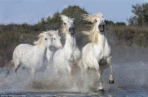 White Camargue horses race along France s Rhone River in ...