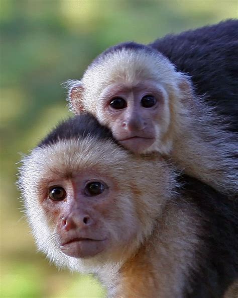 White faced Capuchin monkey & baby | Animals | Pinterest