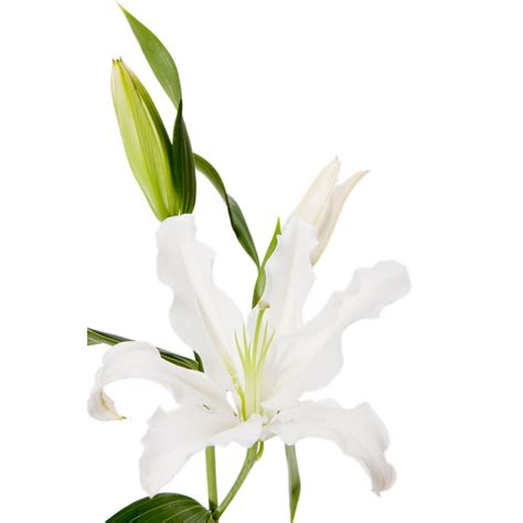 White Oriental Lilies   20 Stems | Flower Muse