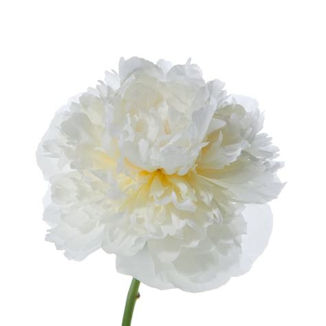 White Peonies   Peonies   Types of Flowers | Flower Muse