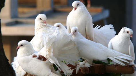 White pigeon birds group nice pictures   New hd ...