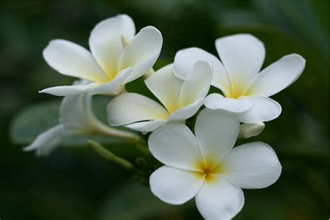 White Plumeria [Frangipani]   Flowers Photo  29858882 ...