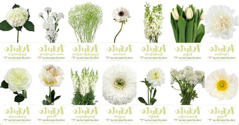 White Wedding Flowers Types | Wedding Inspiration