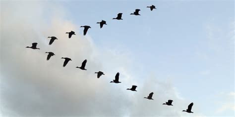 Why Do Birds Fly  Or Migrate  In V Shape?