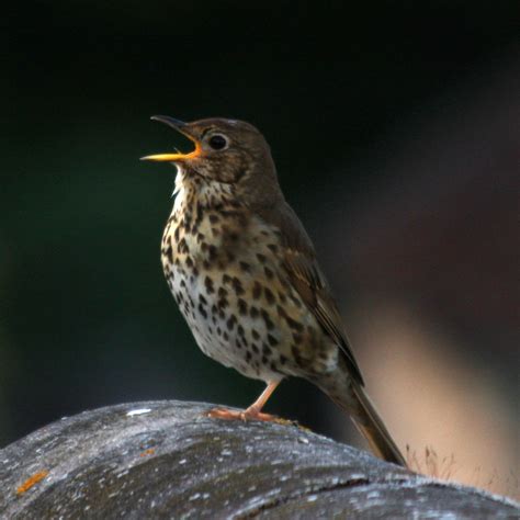 Why do birds sing so much in spring? science made simple
