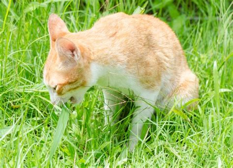 Why Do Cats Eat Grass? | petMD