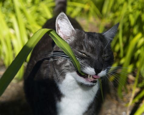 Why Do Dogs and Cats Eat Grass? | VetDepot Blog