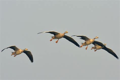 Why Migratory Birds? | World Migratory Bird Day