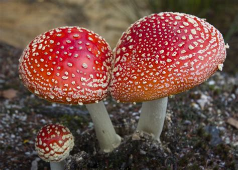 Why Mushrooms Rule the Fungi Kingdom | National Geographic ...