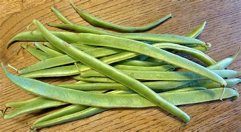 Why Runner Bean Tours? The story of The Bean   Free ...