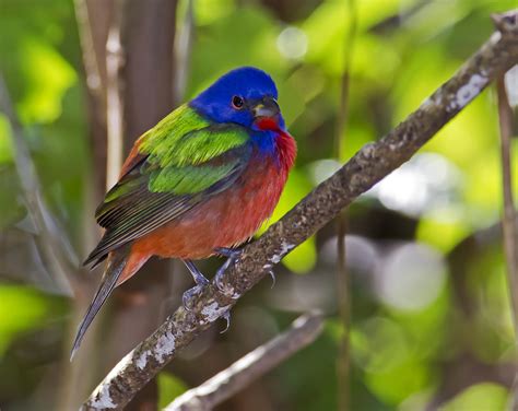 Why the Painted Bunting has two separate breeding ...