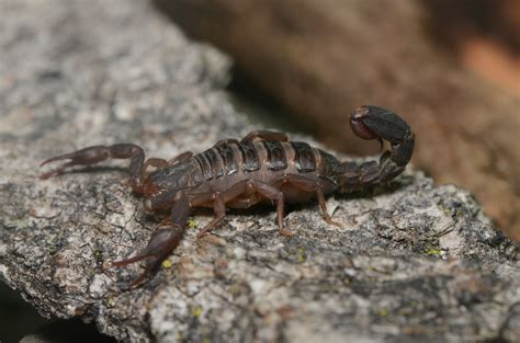 Wiki: Scorpion   upcScavenger
