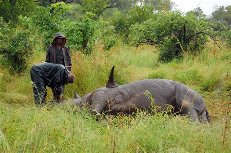Wikileaks like website beats rhino poachers   htxt.africa