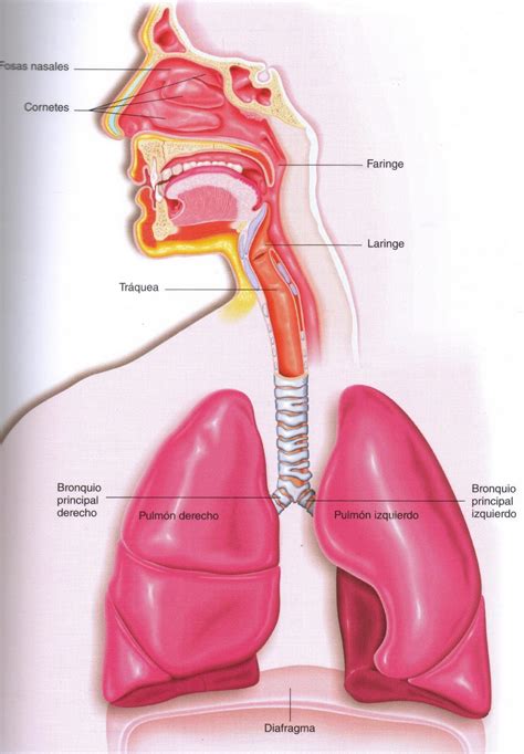 wikirespiratorio   Partes del aparato respiratorio