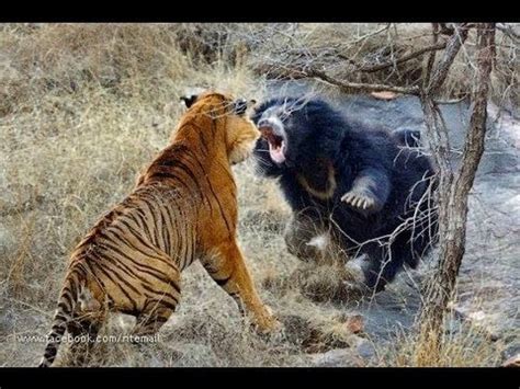 Wild Animal Fights To The Death