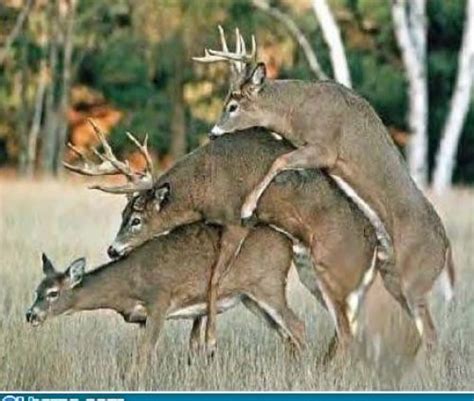 Wild Animal mating , OMG ! | wonder nature | Pinterest ...