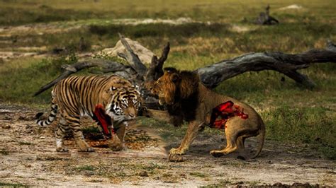 Wild Animals Fight To The Death HD  Lion, White Lion,Tiger ...