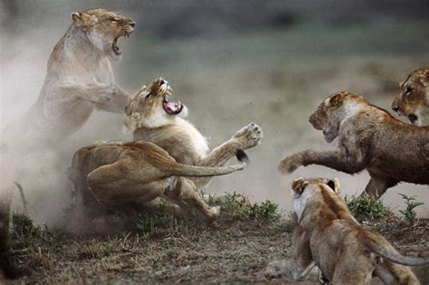 Wild Animals Fighting | Funny Collection World