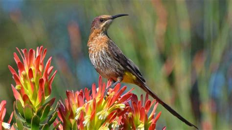 Wild Birds of Southern Africa through my Lens.......   YouTube