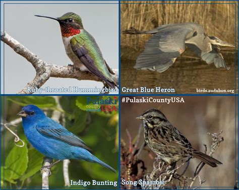 Wild birds | Pulaski County USA