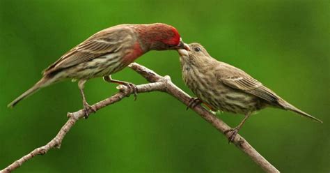 Wild Birds Unlimited: A closer look at House Finches