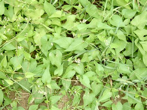 Wild buckwheat – Polygonum convolvulus · MSU Plant and ...