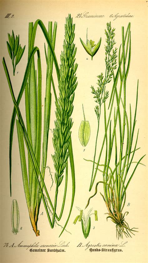 Wild Grass: European Beach Grass