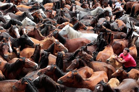 Wild Horses are Rounded Up and Sheared in Spain s Rapa das ...