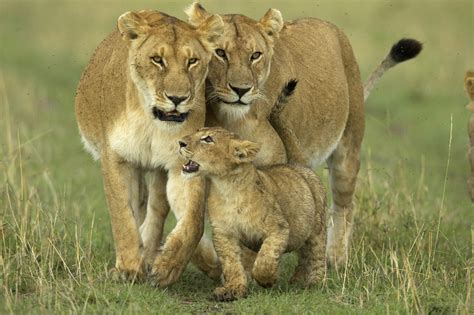 WILD LIFE: African Animals   African Lions
