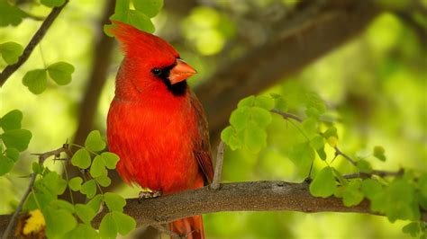 Wild life: Cardinal birds wallpaper | wild birds