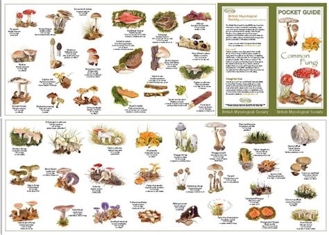 Wild+Mushroom+Identification+Charts | Order by mail using ...