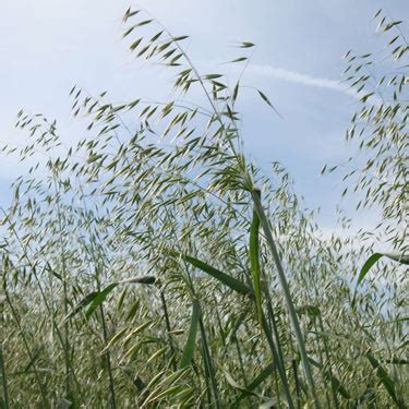 Wild Oat And Winter Oat Grass Weed Control   Bayer CropScience