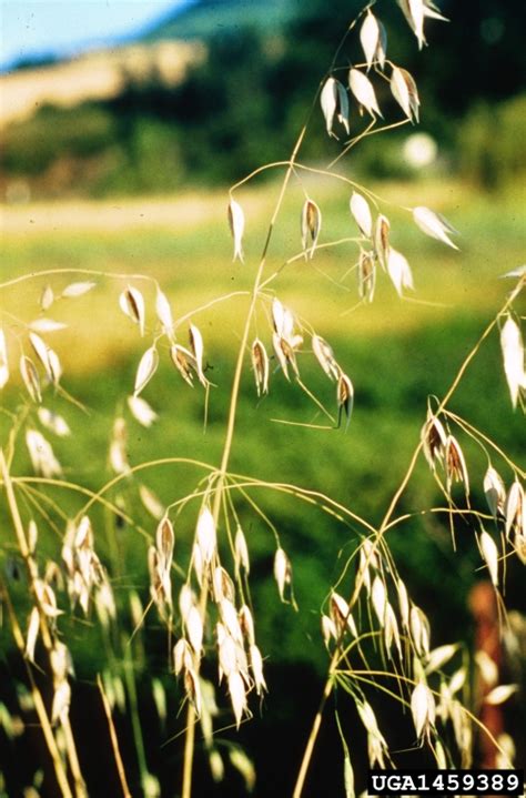 wild oat, Avena fatua  Cyperales: Poaceae    1459389