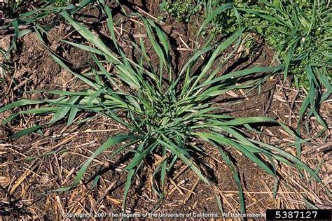 wild oat, Avena fatua  Cyperales: Poaceae    5387127