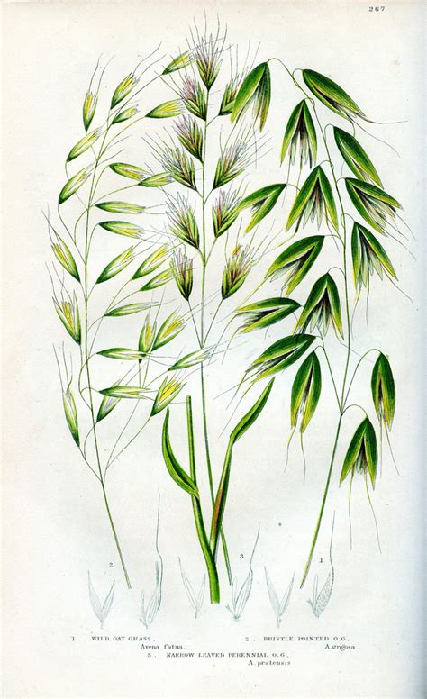 wild oat grass, bristle pointed oat grass, narrow leafed p ...