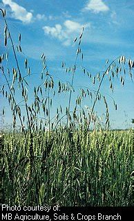 Wild Oat Weed | www.pixshark.com   Images Galleries With A ...